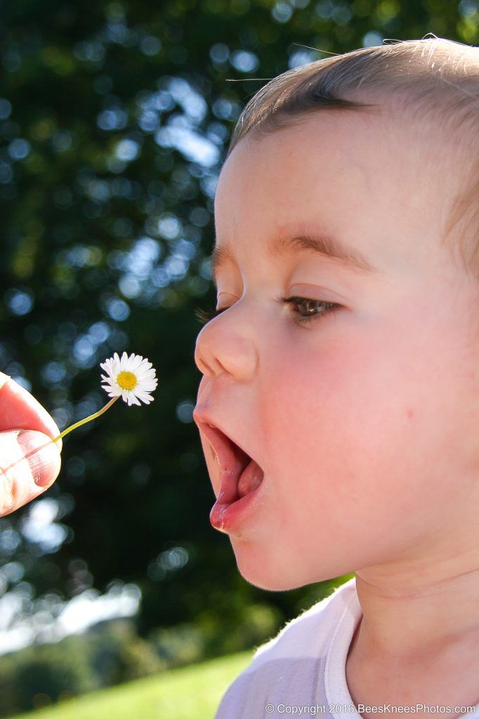 baby blowing a daisy